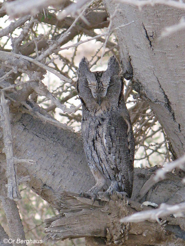  שעיר מצוי  Common Scops-Owl Otus scops                         שמורת שיזף,הערבה,פברואר 2008.צלם:אור ברגהוס.